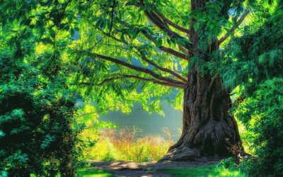 naturaleza verde jigsaw puzzle