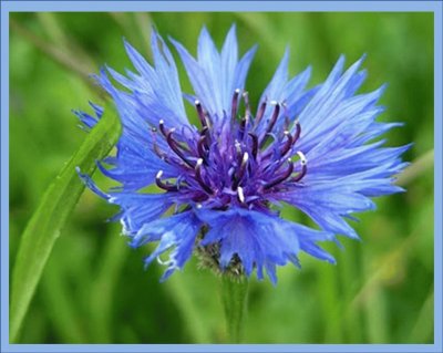 Aciano (Centaurea Cyanus) jigsaw puzzle