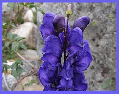 פאזל של AcÃ³nito (Aconitum Napellus)