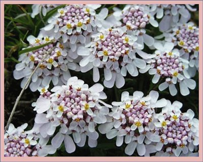 פאזל של Carraspique (Iberis Tenoreana)