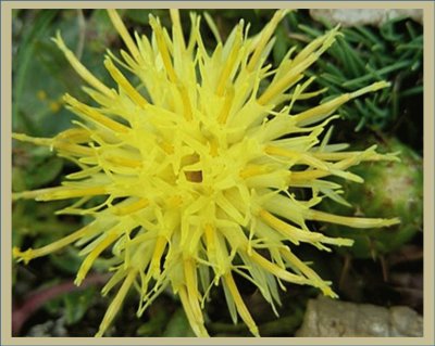 Centaurea de Lagasca jigsaw puzzle