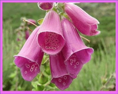 Dedalera (Digitalis Purpurea)