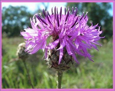 Centaurea Mayor (Centaurea Scabiosa) jigsaw puzzle