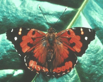 Vanessa Tameamea