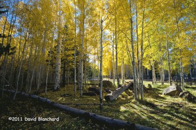 Flagstaff aspens jigsaw puzzle