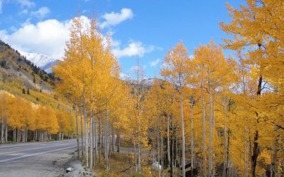 פאזל של Colorado aspens