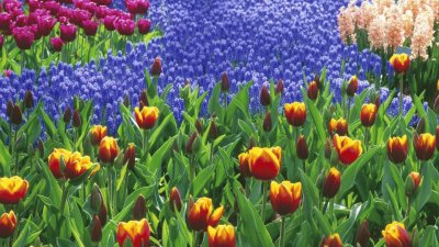 tulipas jigsaw puzzle