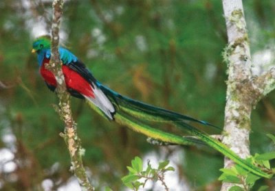 QUETZAL jigsaw puzzle