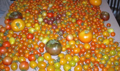 פאזל של tomatoes
