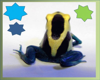 Dendrobates Tinctorius - SudamÃ©rica jigsaw puzzle