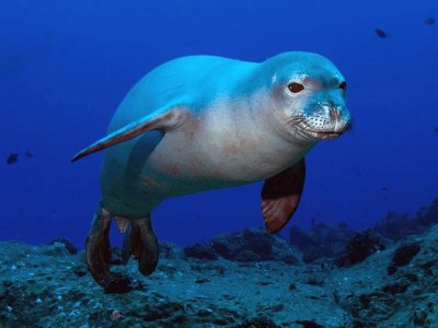 Foca Monje de HawÃ¡i jigsaw puzzle