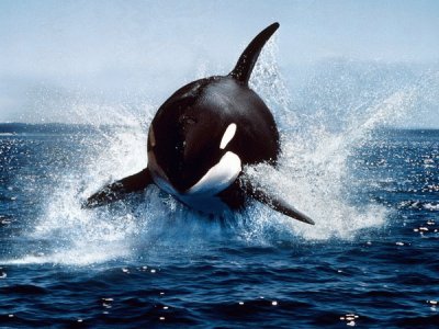פאזל של orca