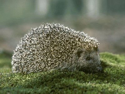 hedgehog jigsaw puzzle