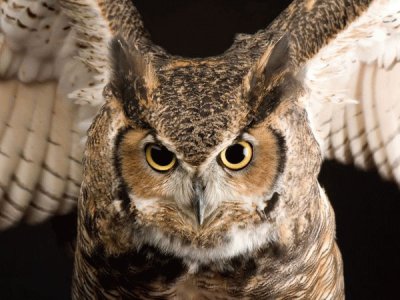 פאזל של horned owl