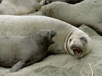 פאזל של elephant seal
