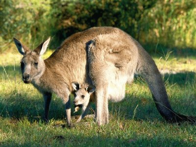 kangaroo mom jigsaw puzzle