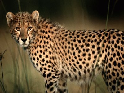 פאזל של cheetah1