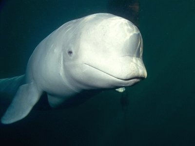 פאזל של beluga whale