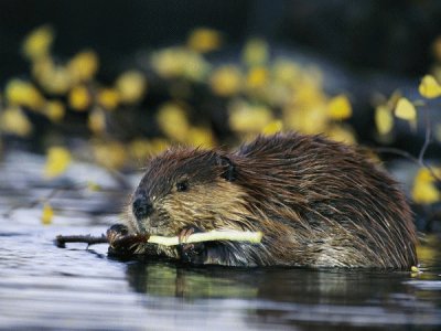 beaver jigsaw puzzle