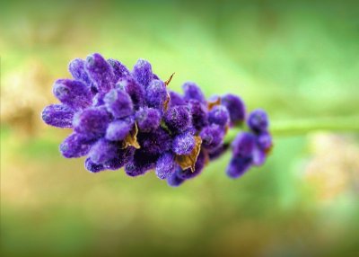 Lavender jigsaw puzzle