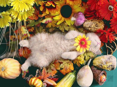 cat nap jigsaw puzzle