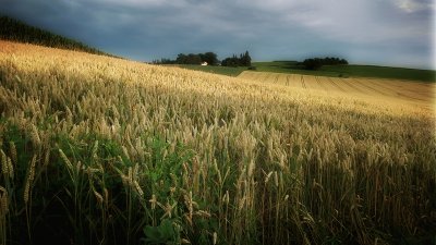 harvest time