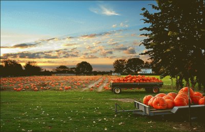 פאזל של pumpkin field