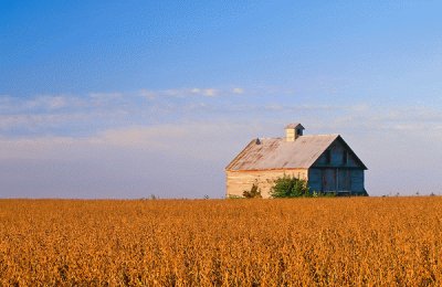 פאזל של soybeans and barn