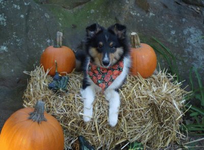 fall harvest