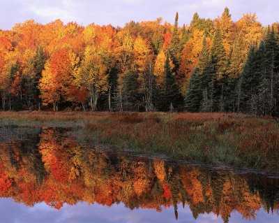fall walk