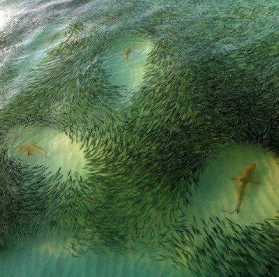 shark circles