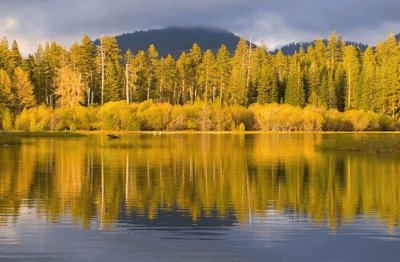 Aspens jigsaw puzzle