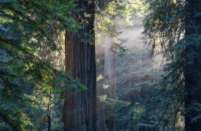 פאזל של redwood forest