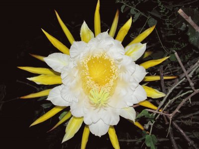 Flor de la pitahaya