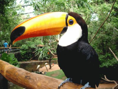 TUCAN jigsaw puzzle