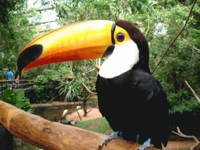 TUCAN