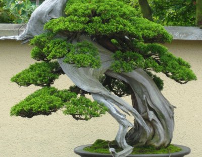 Bonsai 9.