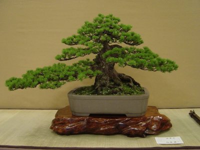 פאזל של Bonsai 12.