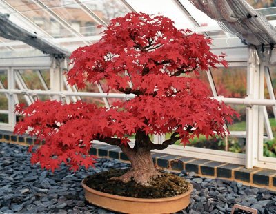 Bonsai 13. jigsaw puzzle