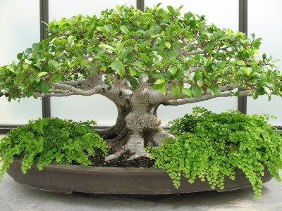 פאזל של Bonsai 14.