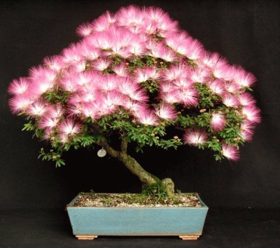 Bonsai 16.