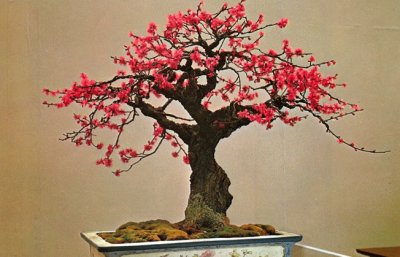 פאזל של Bonsai 17.