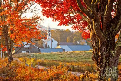 Tamworth farm jigsaw puzzle