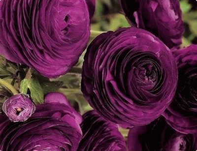 Purple Roses