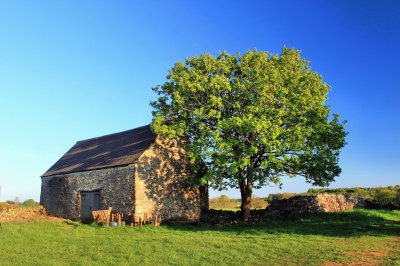 Barn and tree