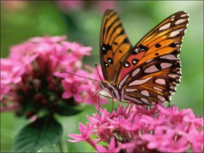 Mariposa y flores rosadas