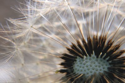 Dandelion clock