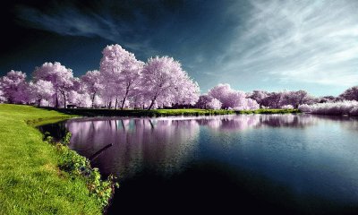 purple trees jigsaw puzzle