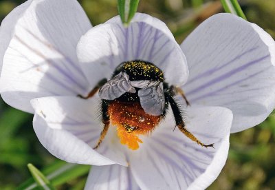 פאזל של flower and bee