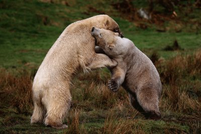 polar bears playing jigsaw puzzle